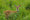 HD PENTAX-D FA 150-450mm F4.5-5.6 ED DC AW Voorbeeldafbeelding HD PENTAX-D FA 150-450mm F4.5-5.6 ED DC AW Voorbeeldafbeelding
