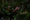 Image to render Image to render
