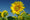 HD PENTAX-D FA 24-70mm F2.8 ED SDM WR Beispielbild