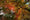 Image to render
