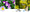 Image to render