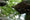 Image to render