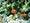 Image to render